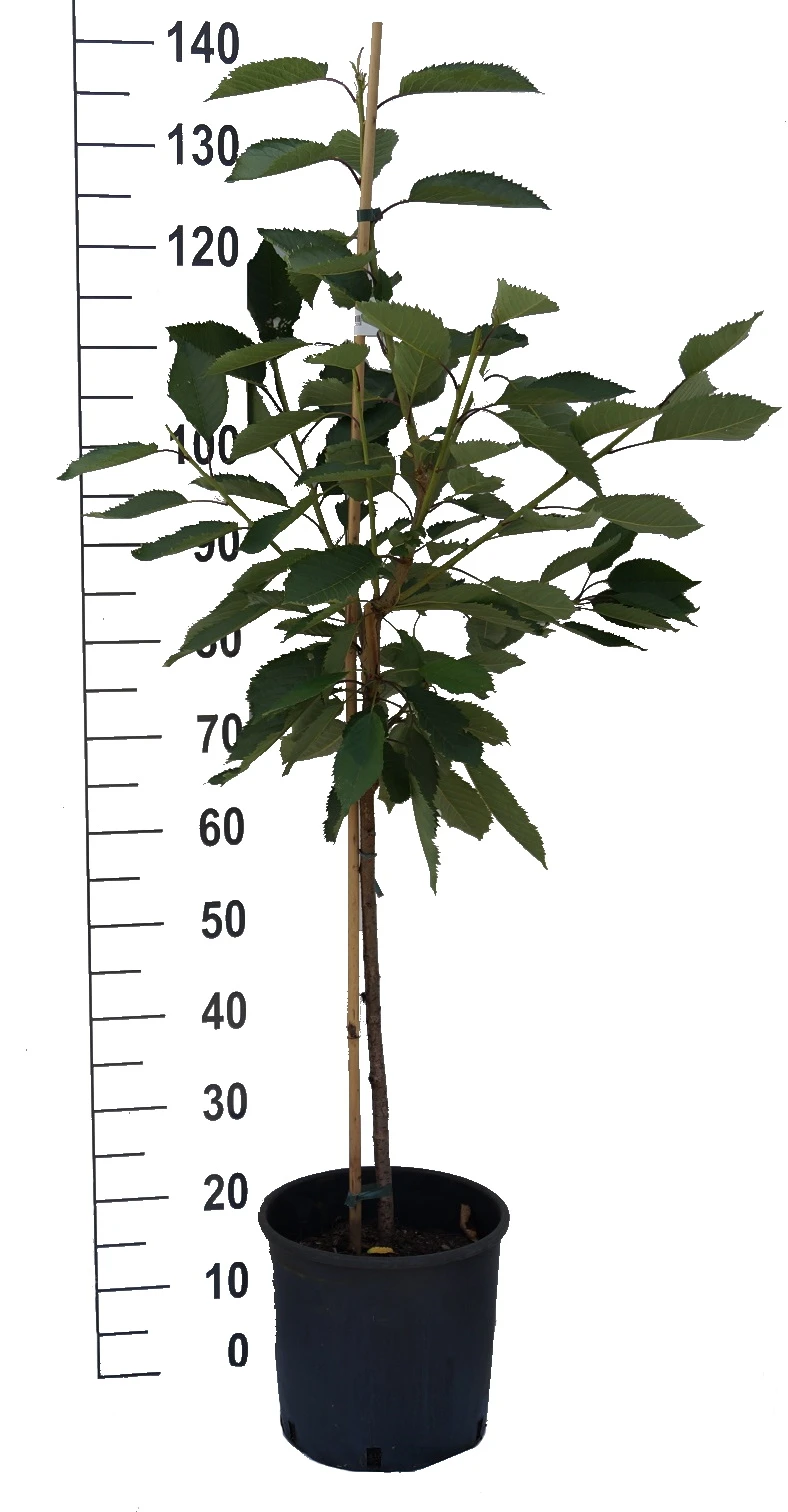 Schneiders Späte Knorpelkirsche Prunus Avium `Schneider´s Späte Knorpelkirsche´ 5 Schneiders Späte Knorpelkirsche Prunus Avium `Schneider´s Späte Knorpelkirsche´ – Bild 3