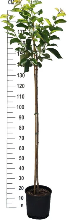 Große Schwarze Knorpelkirsche Prunus Avium `Große Schwarze Knorpelkirsche´ 9 Große Schwarze Knorpelkirsche Prunus Avium `Große Schwarze Knorpelkirsche´ -GartenZauber Verkäufe S sskirsche Beispiel HalbstammAKV9fHSdWXZo7