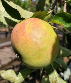 Säulenapfel `Goldcats´ Malus Domestica `Goldcats´