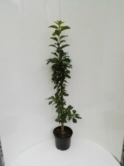 Säulensauerkirsche `Jachim´ Prunus Cerasus `Jachim´ 10 Säulensauerkirsche `Jachim´ Prunus Cerasus `Jachim´ -GartenZauber Verkäufe S ulensauerkirsche