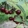 Safir ® Prunus Cerasus `Safir´ -GartenZauber Verkäufe Safir