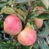 Zwergapfel Maloni® `Sally´® Malus Domestica `Sally´ 2 Zwergapfel Maloni® `Sally´® Malus Domestica `Sally´ -GartenZauber Verkäufe Sally Frucht