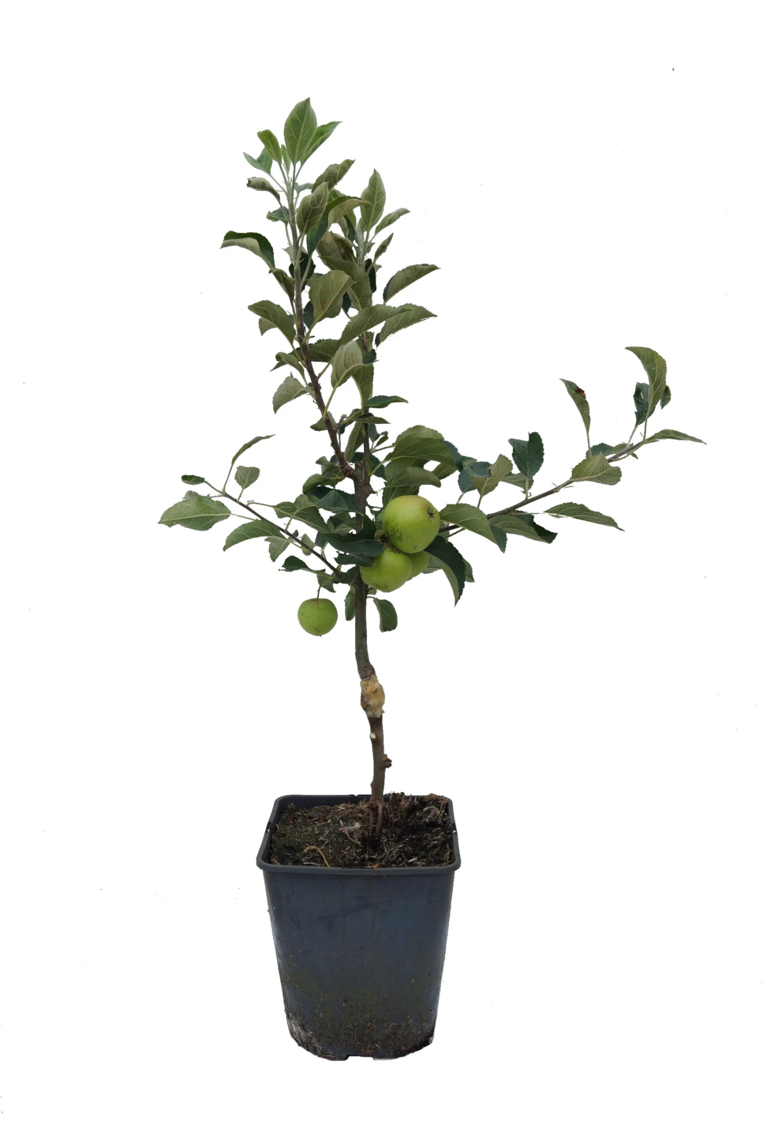 Zwergapfel Maloni® `Sally´® Malus Domestica `Sally´ 4 Zwergapfel Maloni® `Sally´® Malus Domestica `Sally´ – Bild 2