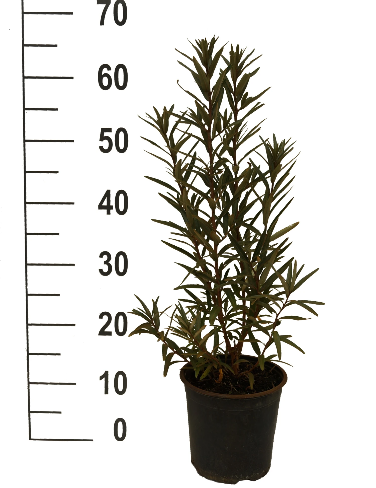 Sanddorn-Set - Kompakte Sorten (männlich&weiblich) Hippophae Rhamnoides 4 Sanddorn-Set - Kompakte Sorten (männlich&weiblich) Hippophae Rhamnoides – Bild 2