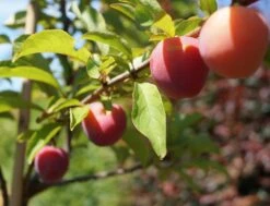 Santa Rosa Japanische Pflaume Prunus Salicina `Santa Rosa´ -GartenZauber Verkäufe Santa Rosa Frucht im Juli