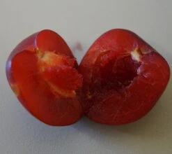 Santa Rosa Japanische Pflaume Prunus Salicina `Santa Rosa´ -GartenZauber Verkäufe Santa rosa fruchtfleisch