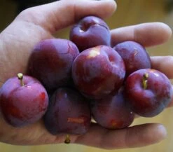 Santa Rosa Japanische Pflaume Prunus Salicina `Santa Rosa´ -GartenZauber Verkäufe Santa rosa45