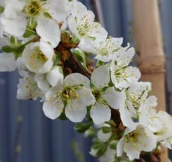 Santa Rosa Japanische Pflaume Prunus Salicina `Santa Rosa´ -GartenZauber Verkäufe Santa rosa5ace2ae46c7ef