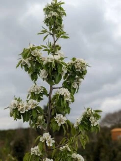 Säulenbirne `Saphira´ 150-175cm (zweijährig) Pyrus Communis `Saphira´ 7 Säulenbirne `Saphira´ 150-175cm (zweijährig) Pyrus Communis `Saphira´ -GartenZauber Verkäufe Saphira Bl te2