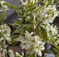 Saskatoon Berry Amelanchier Alnifolia `Saskatoon Berry´ -GartenZauber Verkäufe Saskatoon berry Bl te