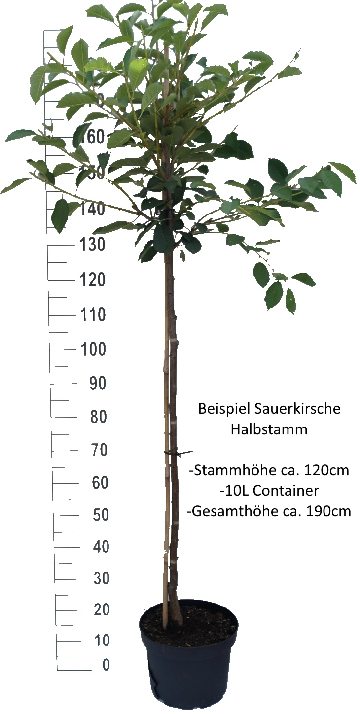 Schattenmorelle Prunus Cerasus `Schattenmorelle´ 4 Schattenmorelle Prunus Cerasus `Schattenmorelle´ – Bild 2