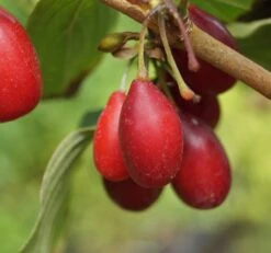Großfrüchtige Kornelkirsche `Schönbrunner Gourmet Dirndl´ Cornus Mas `Schönbrunner Gourmetdirndl´ -GartenZauber Verkäufe Sch nbrunner2