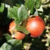 Schöner Aus Nordhausen Malus Domestica `Schöner Aus Nordhausen´ -GartenZauber Verkäufe Sch ner aus Nordhausen 2