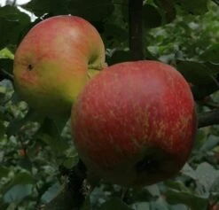 Schöner Aus Nordhausen Malus Domestica `Schöner Aus Nordhausen´ 9 Schöner Aus Nordhausen Malus Domestica `Schöner Aus Nordhausen´ -GartenZauber Verkäufe Sch ner aus NordhausenbKJINAoRTLyjv