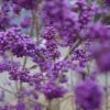 Schönfrucht, Liebesperlenstrauch Callicarpa Bodinieri `Profusion´ 2 Schönfrucht, Liebesperlenstrauch Callicarpa Bodinieri `Profusion´ -GartenZauber Verkäufe Sch nfrucht Liebesperlenstrauch 22