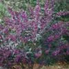 Schönfrucht `Pearl Glam´ Callicarpa -GartenZauber Verkäufe Sch nfrucht pearl glem