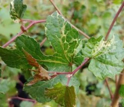 Porzellanbeere / Scheinrebe `Elegans´ Ampelopsis Brevipedunculata `Elegans´ 7 Porzellanbeere / Scheinrebe `Elegans´ Ampelopsis Brevipedunculata `Elegans´ -GartenZauber Verkäufe Scheinrebe Amelopsis