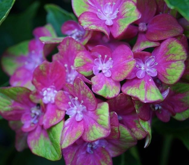 Bauern-Hortensie `Schloss Wackerbarth´ Hydrangea Macrophylla `Schloss Wackerbarth´ 3 Bauern-Hortensie `Schloss Wackerbarth´ Hydrangea Macrophylla `Schloss Wackerbarth´