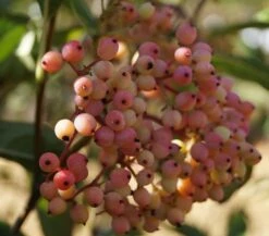 Amerikanischer Schneeball `Brandywine´ Viburnum Nudum `Brandywine´ 15 Amerikanischer Schneeball `Brandywine´ Viburnum Nudum `Brandywine´ -GartenZauber Verkäufe Schneeball Brandywine