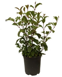 Duftender Winterschneeball `Dawn´ Viburnum Bodnantense `Dawn´ -GartenZauber Verkäufe Schneeball Dawn weiss