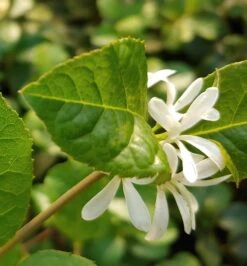 Schneeflockenstrauch Chionanthus Retusus -GartenZauber Verkäufe Schneeflockenstrauch1
