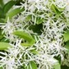 Schneeflockenstrauch Chionanthus Retusus 1 Schneeflockenstrauch Chionanthus Retusus -GartenZauber Verkäufe SchneeflockenstrauchU0XfCnfeeoPh6