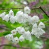Schneeglöckchenbaum Halesia Carolina -GartenZauber Verkäufe Schneegl ckchenbaum Halesia carolina erweiterte Lizenz