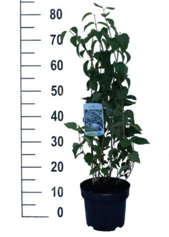 Bauern-Jasmin `Schneesturm´ Philadelphus Coronarius `Schneesturm´ -GartenZauber Verkäufe Schneesturm