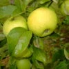 Gelber Edelapfel Malus Domestica -GartenZauber Verkäufe Seesterm hler Zitronenapfel8