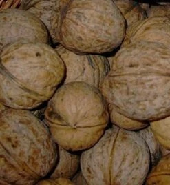 Echter Walnussbaum Juglans Regia