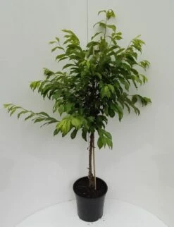 Shiro Japanische Pflaume Prunus Salicina `Shiro´ 5 Shiro Japanische Pflaume Prunus Salicina `Shiro´ -GartenZauber Verkäufe Shiro