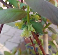 Sibirische Blaubeere / Honigbeere `Wojtek´ Lonicera Kamtschatica `Wojtek´ -GartenZauber Verkäufe Sibirische Blaubeere bl te2