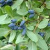 Sibirische Blaubeere / Maibeere Lonicera Kamtschatica -GartenZauber Verkäufe Sibirische BlaubeereFEFgHfvnzS3ut