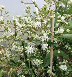 Sieben-Söhne-des-Himmels-Strauch Heptacodium Miconioides -GartenZauber Verkäufe Sieben S hne