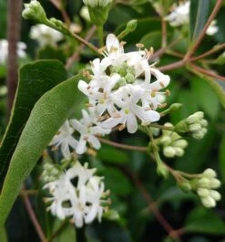 Sieben-Söhne-des-Himmels-Strauch Heptacodium Miconioides -GartenZauber Verkäufe Sieben S hne des Himmels
