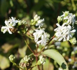 Sieben-Söhne-des-Himmels-Strauch Heptacodium Miconioides -GartenZauber Verkäufe Sieben S hne des himmels 1
