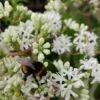 Sieben-Söhne-des-Himmels-Strauch Heptacodium Miconioides 2 Sieben-Söhne-des-Himmels-Strauch Heptacodium Miconioides -GartenZauber Verkäufe Sieben S hne mit Hummel