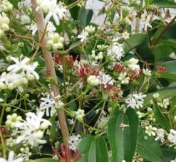 Sieben-Söhne-des-Himmels-Strauch Heptacodium Miconioides -GartenZauber Verkäufe Sieben s hne1