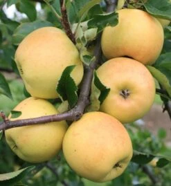 Sirius Ⓢ Malus Domestica `Sirius´