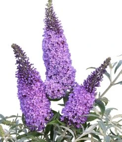 Schmetterlingsflieder Butterfly Candy® (versch. Farben) Buddleja Davidii -GartenZauber Verkäufe Sommerflieder lila blau