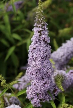Schmetterlingsflieder Butterfly Candy® (versch. Farben) Buddleja Davidii -GartenZauber Verkäufe Sommerflieder lila weiss