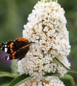 Schmetterlingsflieder Butterfly Candy® (versch. Farben) Buddleja Davidii -GartenZauber Verkäufe Sommerflieder weiss1