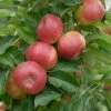 Säulenapfel `SonateⓈ´ Malus Domestica `Sonate´ -GartenZauber Verkäufe Sonate