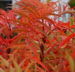 Eberesche `Dodong´ Sorbus Conmixta `Dodong´ 7 Eberesche `Dodong´ Sorbus Conmixta `Dodong´ -GartenZauber Verkäufe Sorbus Dodong4