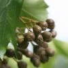 Elsbeere Sorbus Torminalis -GartenZauber Verkäufe Sorbus torminalis 3