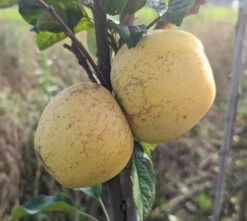 Spanischer Krautapfel Malus Domestica `Spanischer Krautapfel´ 7 Spanischer Krautapfel Malus Domestica `Spanischer Krautapfel´ -GartenZauber Verkäufe Spanischer Krautapfel1