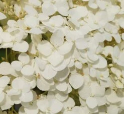 Garten-Hortensie `Incrediball®´ Hydrangea Arborescens -GartenZauber Verkäufe Strong anabelle