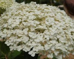 Garten-Hortensie `Incrediball®´ Hydrangea Arborescens -GartenZauber Verkäufe Strong anabelle1