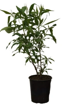 Sommerglocke / Baumoleander `Summer Bells´ Chitalpa Tashkentensis `Summer Bells´ -GartenZauber Verkäufe Summer bells