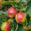 Säulenapfel `Suncats´ Malus Domestica -GartenZauber Verkäufe SuncatsC9f4UxTdKcoMA